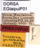 CollectionObject 1537594; d25f0788-e981-45a1-8408-a48787486f77, DORSA EGtaipulP01: labels (paratype). (CollectionObject).