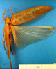CollectionObject 1501721; f426b469-444e-45ae-85ee-0f30e721ee70: female, dorsal view (syntype). (CollectionObject).