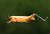 Pseudoscopas montanus Ronderos, 1987: male. (Otu).