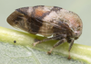 Live specimen on Cyrtolobus pallidifrontis (Emmons, 1855): (Observation).