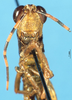 CollectionObject 1577151; 1589313c-eb4d-4c2e-9d32-78e98336041f: male, frontal view (paratype). (CollectionObject).