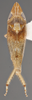 Habitus, dorsal view: !! display not done !! on Scaphytopius n. sp. PE5: Scaphytopius Ball, 1931: (Observation).