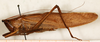 male, lateral view (holotype). Depicts CollectionObject 1531668; 66cd288d-3ab7-4d30-a710-23d44242166c, a CollectionObject.