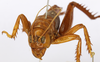 CollectionObject 1586884; 4d0f9f75-7927-4d2f-bfc4-f81e7cfcc38a: female, frontal view. (CollectionObject).