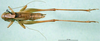 CollectionObject 1502704; 7f251b88-33ab-49f7-976c-ce3b023bf6f0: male, dorsal view (paratype of Metrioptera kuntzeni). (CollectionObject).