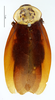 Homalosilpha ustulata (Burmeister, 1838): CC BY-NC-ND 4.0/MNHN - Depraetere Marion - 2014. Type, male, of thoracica Serville, 1838. Specimen number: MNHN-EP-EP956. http://coldb.mnhn.fr/catalognumber/mnhn/ep/ep956. (Otu).