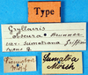 CollectionObject 1500187; c8fea433-028c-443c-b267-fe8f6a7a54e8: labels (syntype of Gryllacris obscura sumatrana). (CollectionObject).