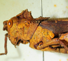 CollectionObject 1498825; fdce5aa8-49e9-4077-b53a-520376e5d651: 2012. female, head and pronotum, lateral view. (CollectionObject).