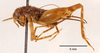 CollectionObject 1477770; 68a4550e-ec7f-4988-8bf3-064a7fd89dab: female, lateral view (holotype). (CollectionObject).
