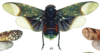 Habitus, dorsal view: !! display not done !! on Scaralis (Scaralis) picta (Germar, 1830): (Observation).
