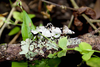 CollectionObject 1544707; UDBC<IH> MUD 046 ORT, dbf5e890-6786-4fe1-a701-a6edb7b4db4d: female. (CollectionObject).