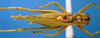 CollectionObject 1521378; 81f81e06-dd89-4e88-9321-14fe85fe7fda: male, dorsal view (holotype). (CollectionObject).