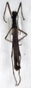 CollectionObject 1557225; aaeab7ee-3cc1-4c27-b027-0f09e6bd874c: copyright MSNG. male (holotype). (CollectionObject).