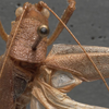 CollectionObject 1505766; 3f70dc0e-d3e2-4e79-804d-f0f1e91fa04c: male pronotum dorsal (syntype). (CollectionObject).