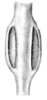 Nicklephyllum acanthonotum (Nickle, 1985): Fig. 4 (after holotype). male tympanum (left foretibia). (Otu).