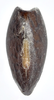 Isagoras asperus (Bellanger & Conle, 2013): copyright Philippe Lelong. egg, dorsal view. (Otu).
