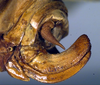 CollectionObject 1500502; 70a468f2-3e35-4d34-991f-794dc67b49fd, DORSA BTararegHTF: ovipositor (holotype). (CollectionObject).