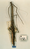 CollectionObject 1557830; 058cdd1d-bca0-4226-9dfe-de73ff2efca3: copyright CUMZ, Cambridge. female of synonym Myronides sordidus (holotype). (CollectionObject).