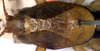 CollectionObject 1517109; 73080d48-cb20-4b75-b61e-6a48ecbabd8a: male head and pronotum, dorsal view (holotype). (CollectionObject).