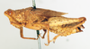 CollectionObject 1572733; e7665771-097f-4e2b-96ca-8e49df0195d5: female, lateral view (paratype). (CollectionObject).