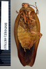 CollectionObject 1553301; NHMUK(SF IMPORT DUPLICATE) BMNH(E) #877037, 4b18654e-3605-4a98-b433-ad83e2f8bc80: Copyright Natural History Museum, London. Non-type, adult male, ventral. (CollectionObject).