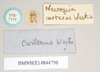 CollectionObject 1562007; bf9e0dbf-20a9-4e8b-ac10-07475d47ac89: copyright Natural History Museum, London. female, data labels [small round label reversed] of Necroscia carterus (syntype). (CollectionObject).