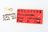 Other on Centrodontus atlas reticulatus Cook, 1952: (Observation).