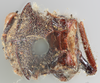 Habitus, dorsal view on Pogonella minuta (Goding, 1903): (Observation).