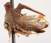 Habitus, lateral view: !! display not done !! on Anchon brunneus Funkhouser, 1937: (Observation).