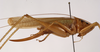 CollectionObject 1572407; ad904047-b965-4db5-8fb6-6ccbdbddad03: female, lateral view (syntype). (CollectionObject).