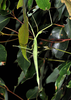 copyright Paul D. Brock. female of Didymuria violescens [type species] in nature, Mapleton, Queensland, 28 November, 2011. Depicts Didymuria Kirby, 1904, an Otu.