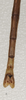 CollectionObject 1562791; cb861d4c-79e9-4bdd-bb3a-8153abaee492: copyright QMBA. male: end of abdomen, dorsal view (paratype). (CollectionObject).