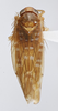 Habitus, dorsal view on Delospilopterus Stiller, 2001 n. sp. UG1: (Observation).