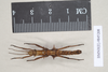 CollectionObject 1562097; NHMUK(SF IMPORT DUPLICATE) 845198, 5a1da8cc-a9c0-4793-b521-ce7275980a68: copyright Natural History Museum, London. female (paratype). (CollectionObject).