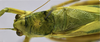 CollectionObject 1593139; 108c83a4-41a2-4f64-8291-f31c6cb84968: male head, pronotum and stridulatory area, dorsal view. (CollectionObject).