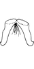 Connective on Arboridia (Arboridia) lamellaris Sohi, Mann & Shenhmar, 1987: Connective. (Observation).