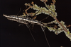 Anisomorpha buprestoides (Houttuyn, 1813): copyright Bruno Kneubuhler. mating pair. (Otu).