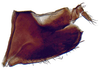 Pygofer, lateral view: Cochlorhinus pluto, pygofer laterally (INHS). (Observation).