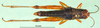 male, dorsal view (allotype). Depicts CollectionObject 1576333; 790880c3-be0c-4c5e-8d2b-144bc2b3b50a, a CollectionObject.