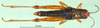 CollectionObject 1576333; 790880c3-be0c-4c5e-8d2b-144bc2b3b50a, DORSA BA000523S03: male, dorsal view (allotype). (CollectionObject).