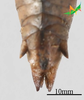 CollectionObject 2245790; Unioeste Cascavel K-0938, 3dbf2d79-42d6-4b8a-a344-9fa312596304: Female, terminalia in dorsal view. (CollectionObject).