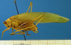 male, lateral view (paratype). Depicts CollectionObject 1595806; 5cd54674-9f18-4e02-834b-95198bdb97b6, a CollectionObject.