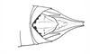 Costalimacris neotropica Carbonell & Campos Seabra, 1988: FIg. 16. male abdomen tip, dorsal view. (Otu).