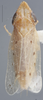 Habitus, dorsal view: !! display not done !! on Agudus sexmaculatus Linnavuori, 1959: Dorsal. (Observation).