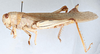 CollectionObject 2800393; e58f9e8e-7245-4889-8bdb-a9939faca89e, CNCI 1012901: Anacridum aegyptium. female, lateral view. (CollectionObject).
