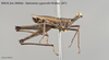 CollectionObject 1585484; 94f9574f-0516-4cbc-a056-710658cac978: male, lateral view. (CollectionObject).