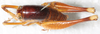 CollectionObject 1531294; fbe28d45-cd33-41f3-83e9-6911d6b896b3: male, dorsal view (syntype). (CollectionObject).