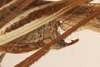 CollectionObject 1499870; 2471facb-af8e-4d18-b78d-d926630317a6: Male. Holotype. (CollectionObject).