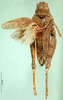 CollectionObject 1502059; 68b65e08-45aa-48d1-89e7-602139d6a72f: female, dorsal view (allotype of Asiotmethis limbatus motasi). (CollectionObject).