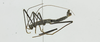 CollectionObject 1573627; 918c6511-9d11-4910-8436-280fac99aca4: male, lateral view (paratype). (CollectionObject).